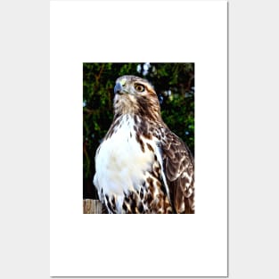 Adult Red Tailed Hawk Posters and Art